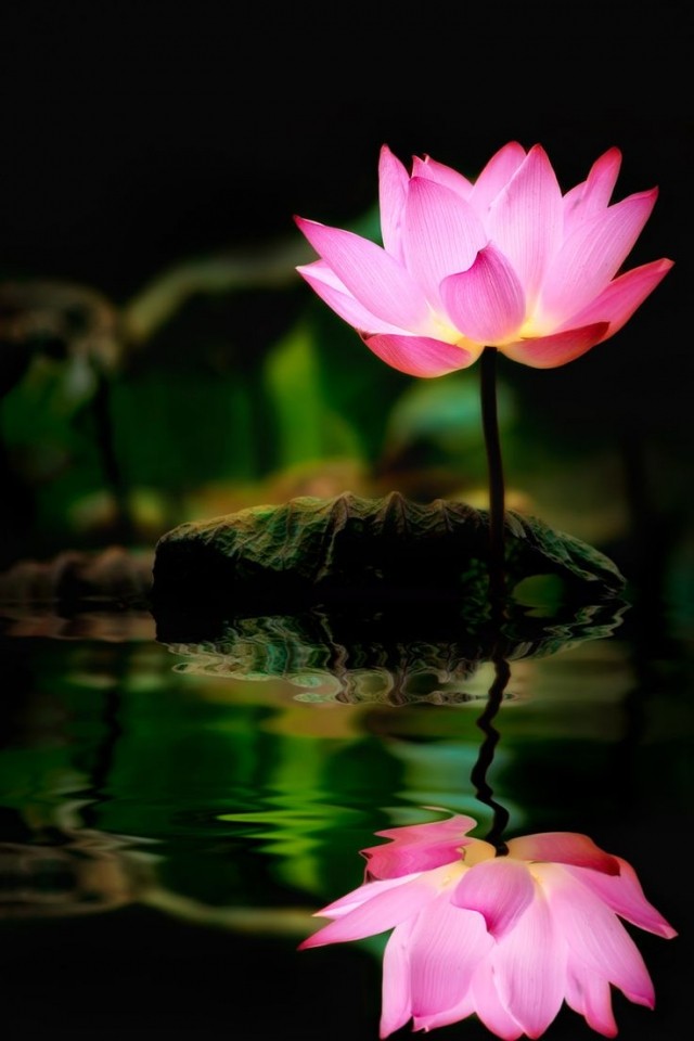 Loto: La flor Cósmica